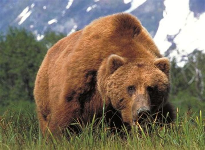 animals in big bear