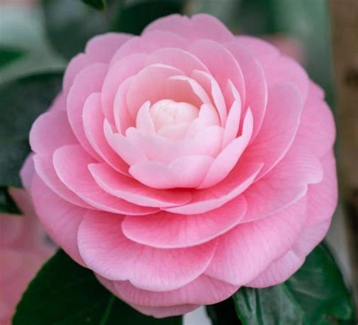 are camellias poisonous to dogs