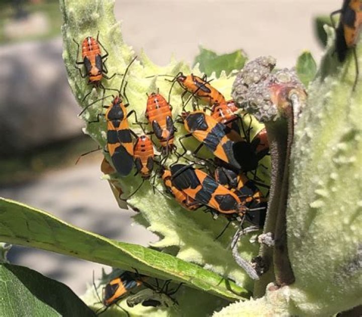 are milkweed bugs harmful to humans