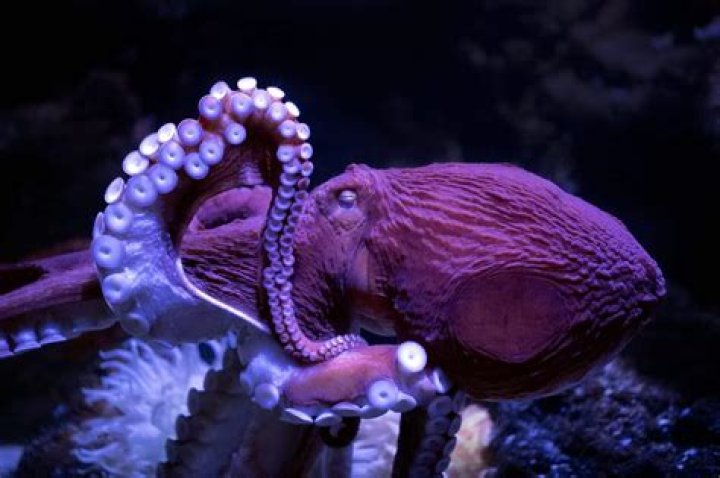 are octopus omnivores