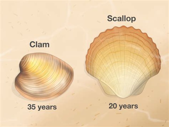 are scallops sentient