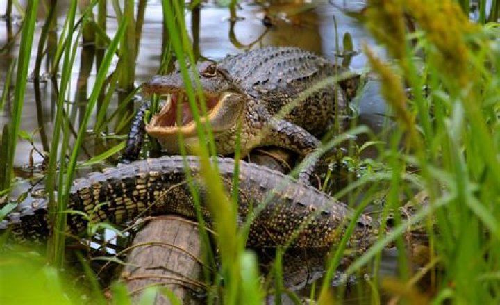 Are there alligators in Canyon Lake Texas?