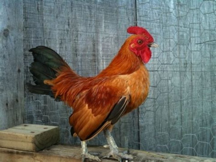 baney rooster
