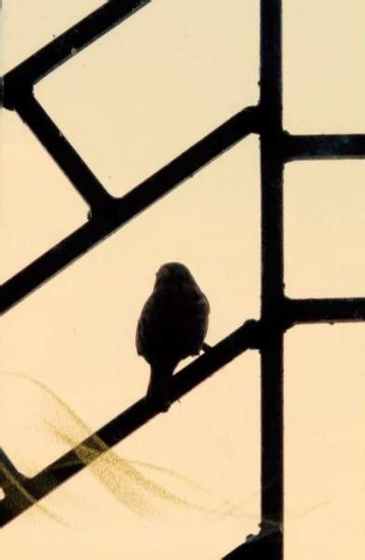 bird hit window still alive meaning