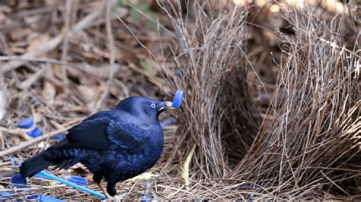 birds that like shiny things