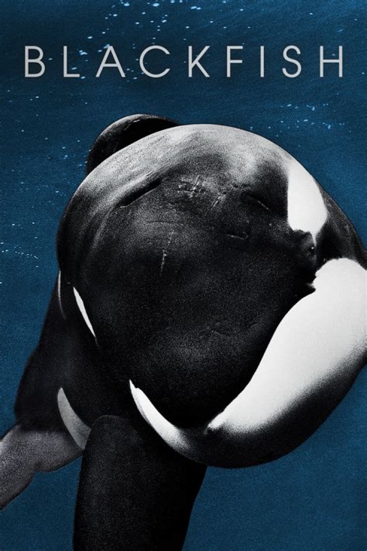 blackfish movie free , latest free online movies, best HD movies and videos you should watch in 2022 – 2023