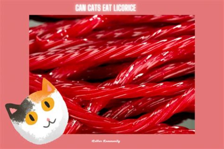 can cats eat licorice