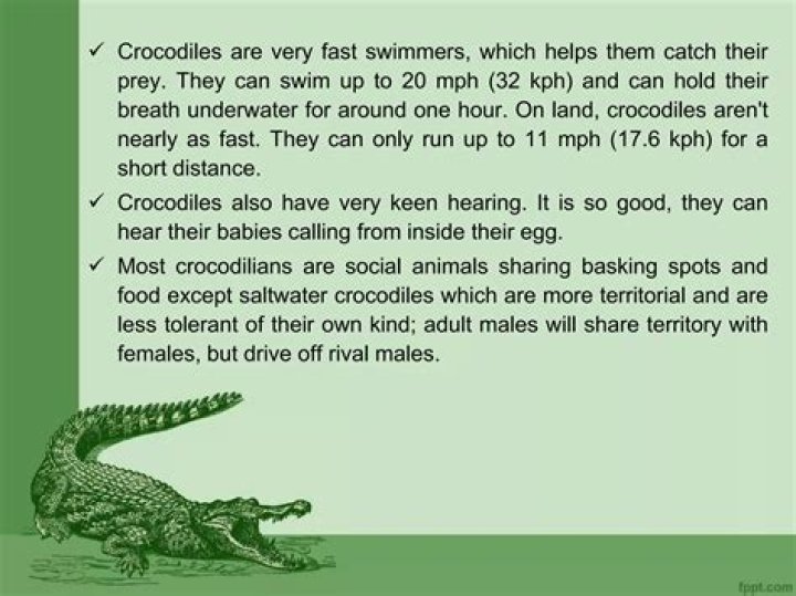 Can crocodiles swim very fast?