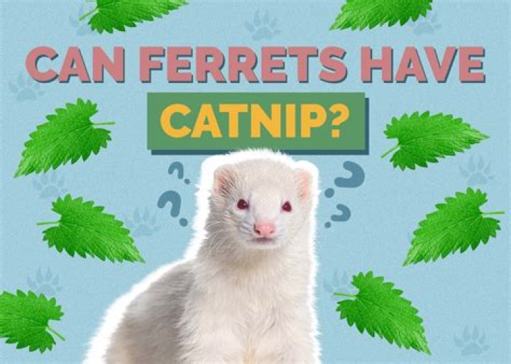can ferrets have catnip