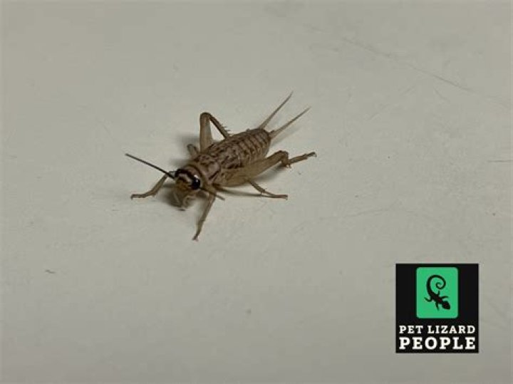 can geckos eat dead crickets