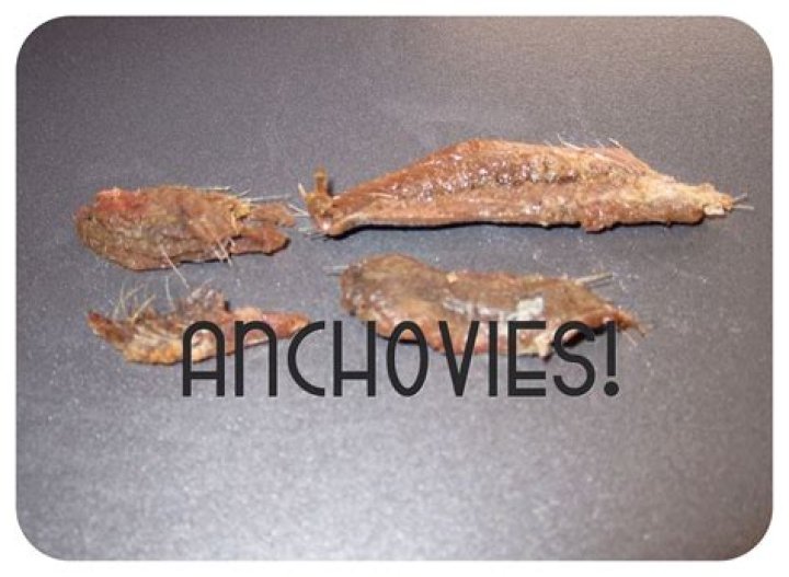do anchovies have hair
