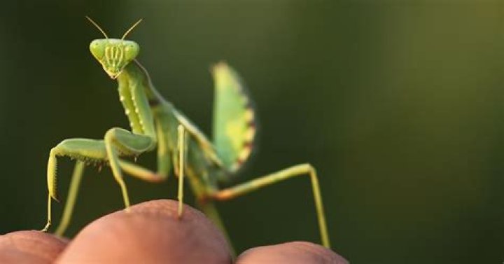does a praying mantis bite hurt