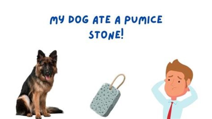 dog ate pumice stone