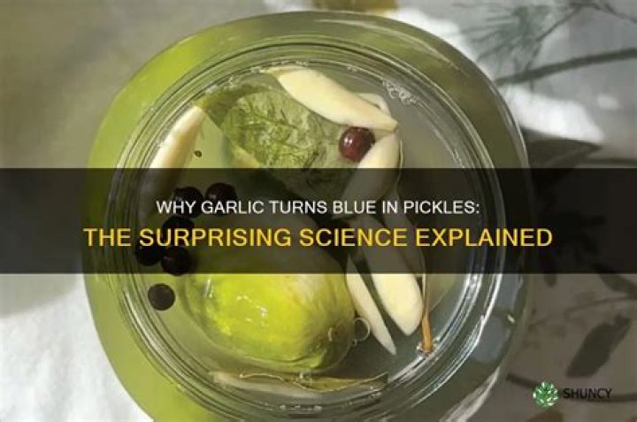 garlic turning blue in pickles