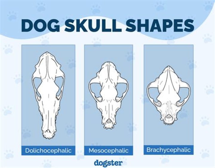 german shepherd skull bump