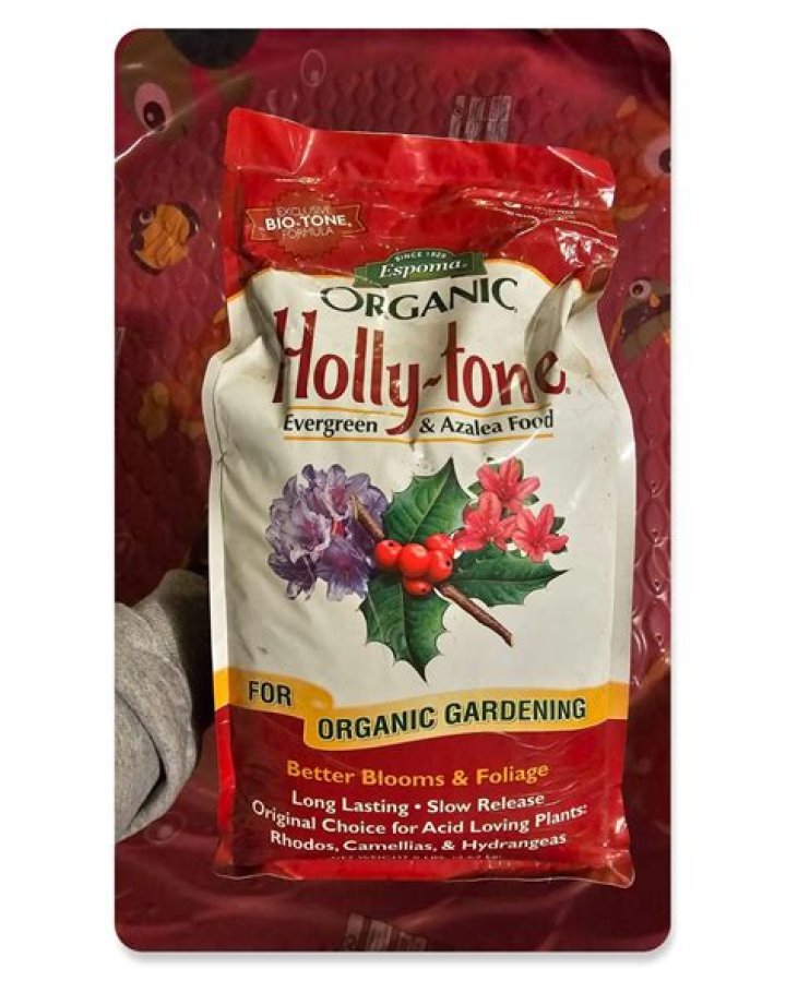 holly tone for arborvitae