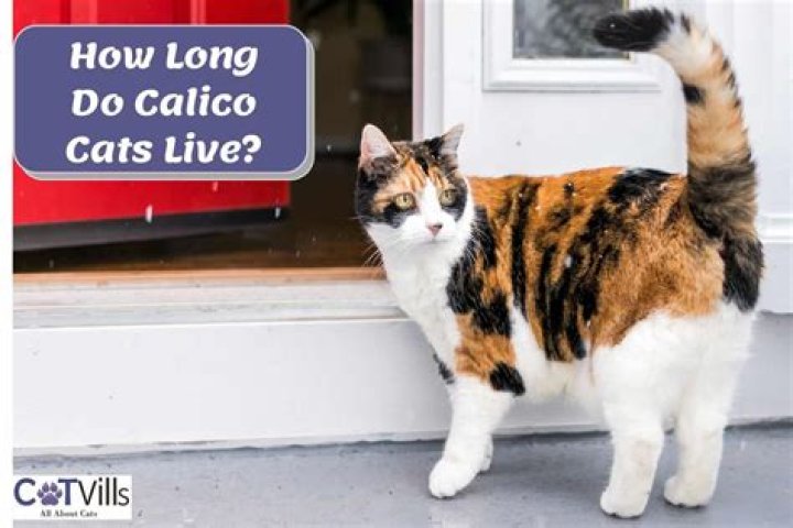 how long do calico cats live