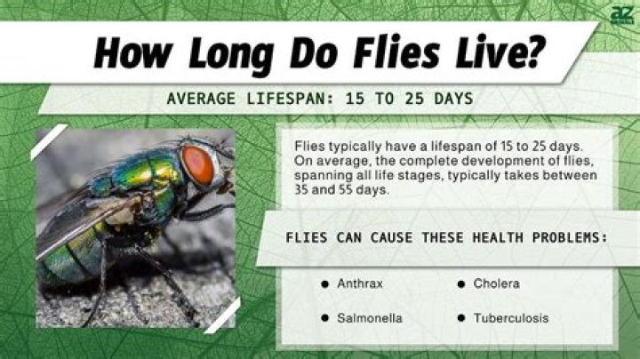 how long do dragon flies live