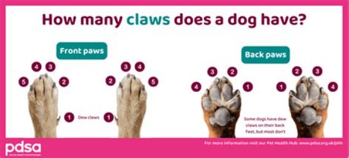 how many fingers do dogs have