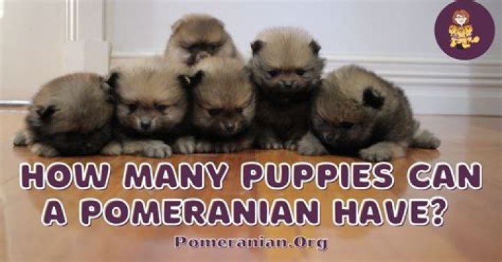 how many puppies can a pomeranian have