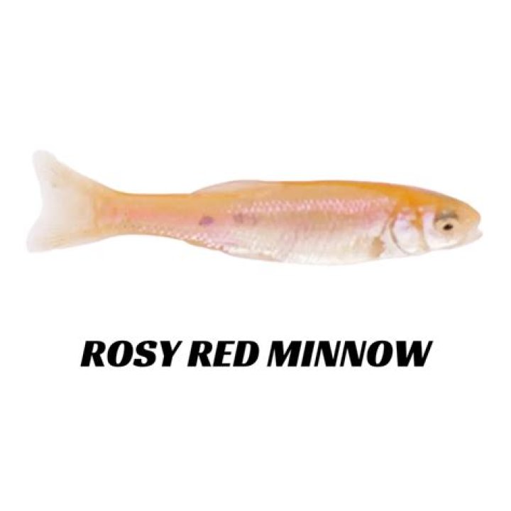 how many rosy red minnows per gallon