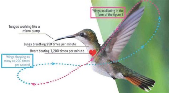 how many times does a hummingbird flap its wings per second