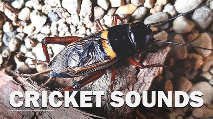 how much are crickets at petco