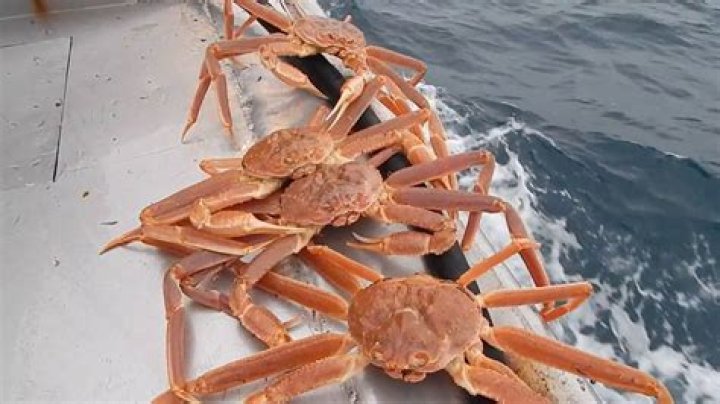 how much does an opilio crab weigh