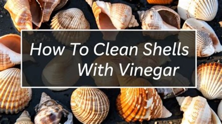 how to clean shells with vinegar