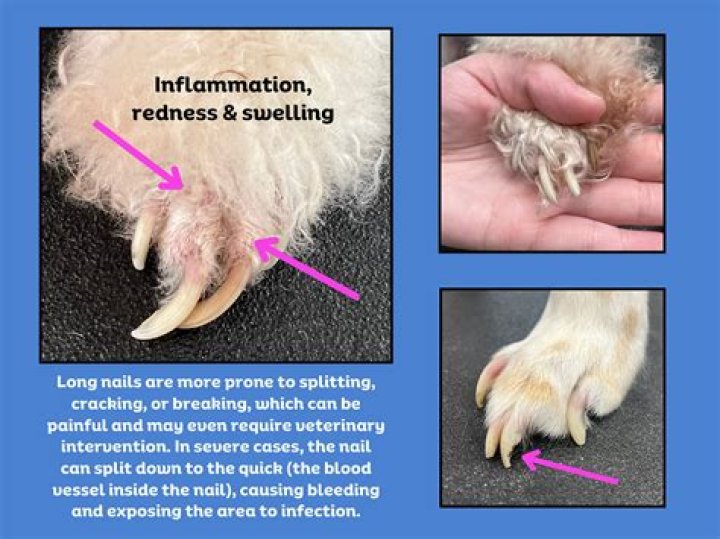 ingrown nail dog