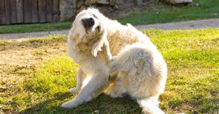 is dog scratch reflex bad