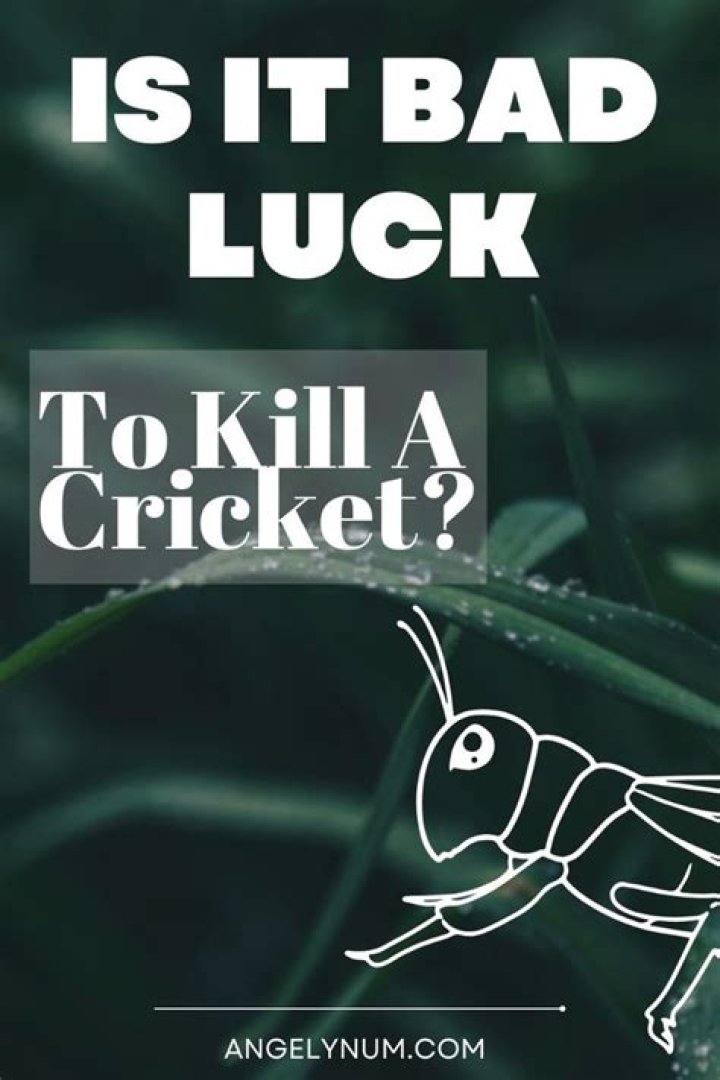 is it bad luck to kill a cricket
