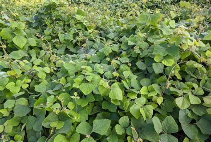 is kudzu poisonous