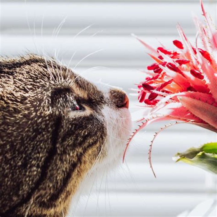 is skin so soft safe for cats