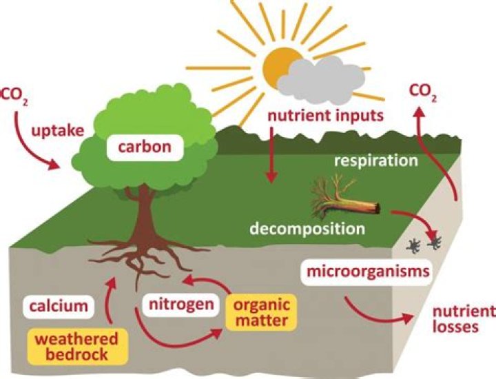 is the sun biotic