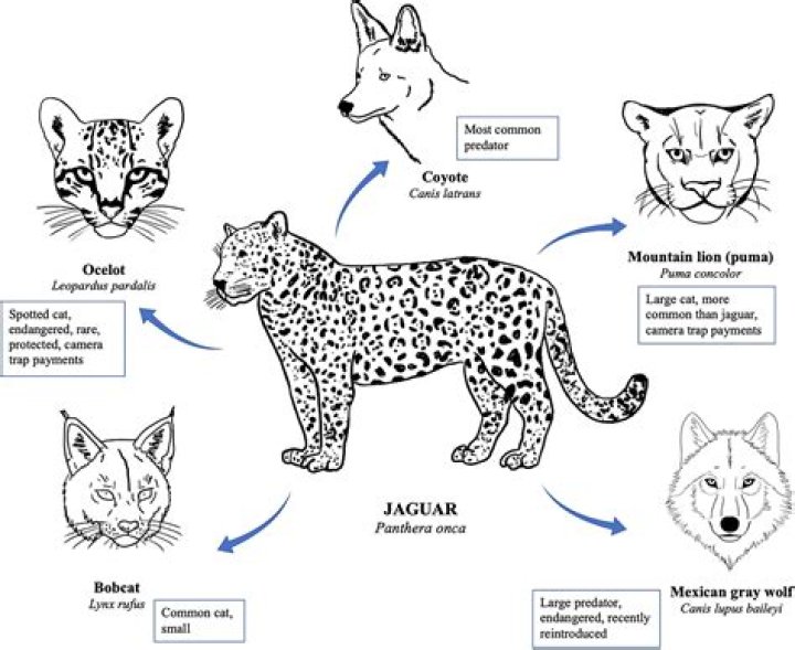 jaguar life cycle