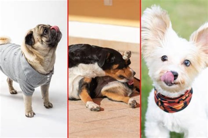 my dog keeps biting his groin