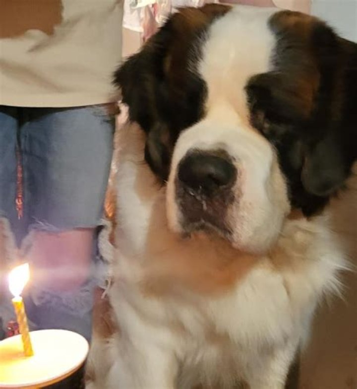 oldest st bernard