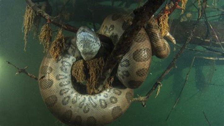 pet anaconda escape in florida