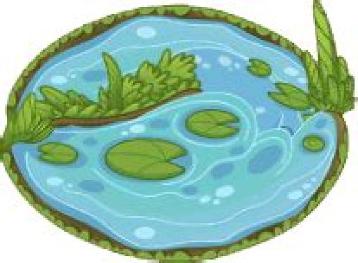 pond dragon dragonvale
