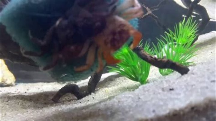 red claw crab molting