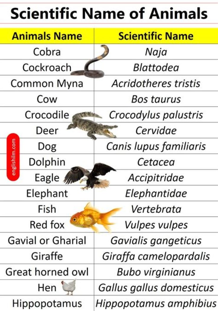 scientific name of geese