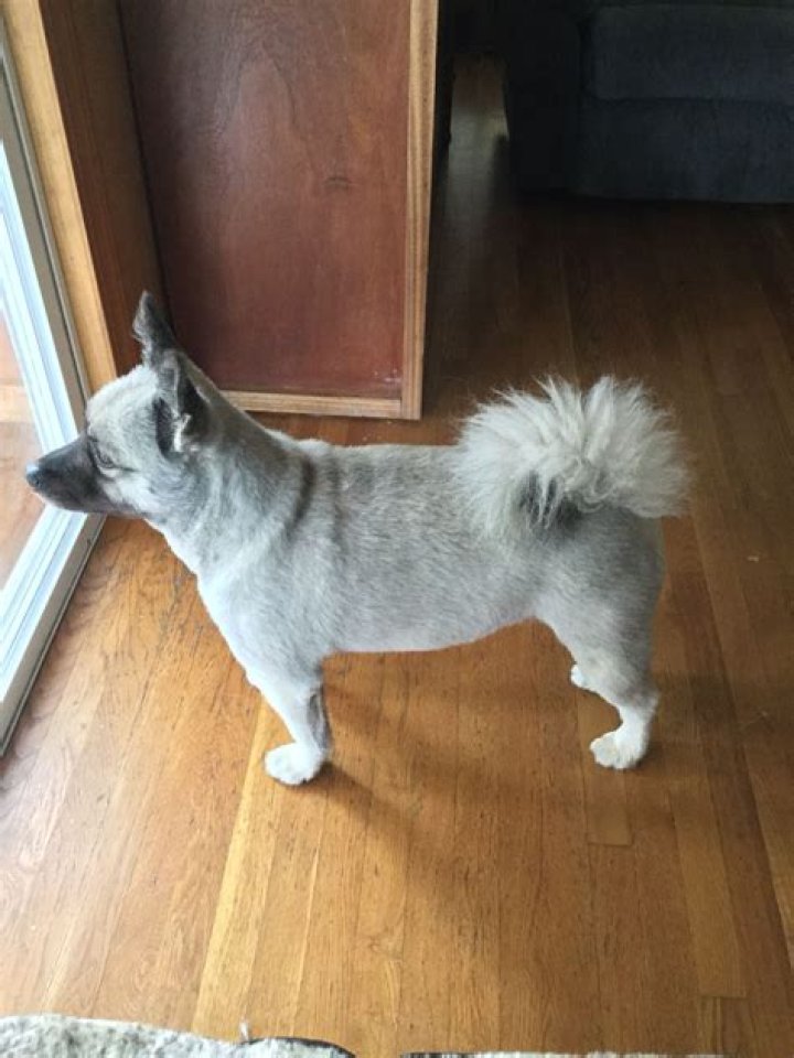 shaved keeshond