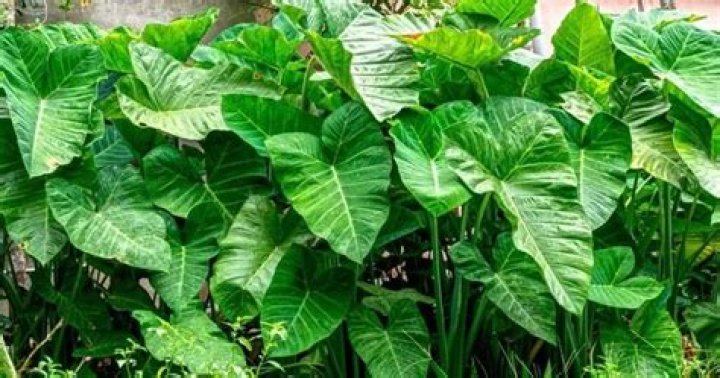 taro leaf substitute