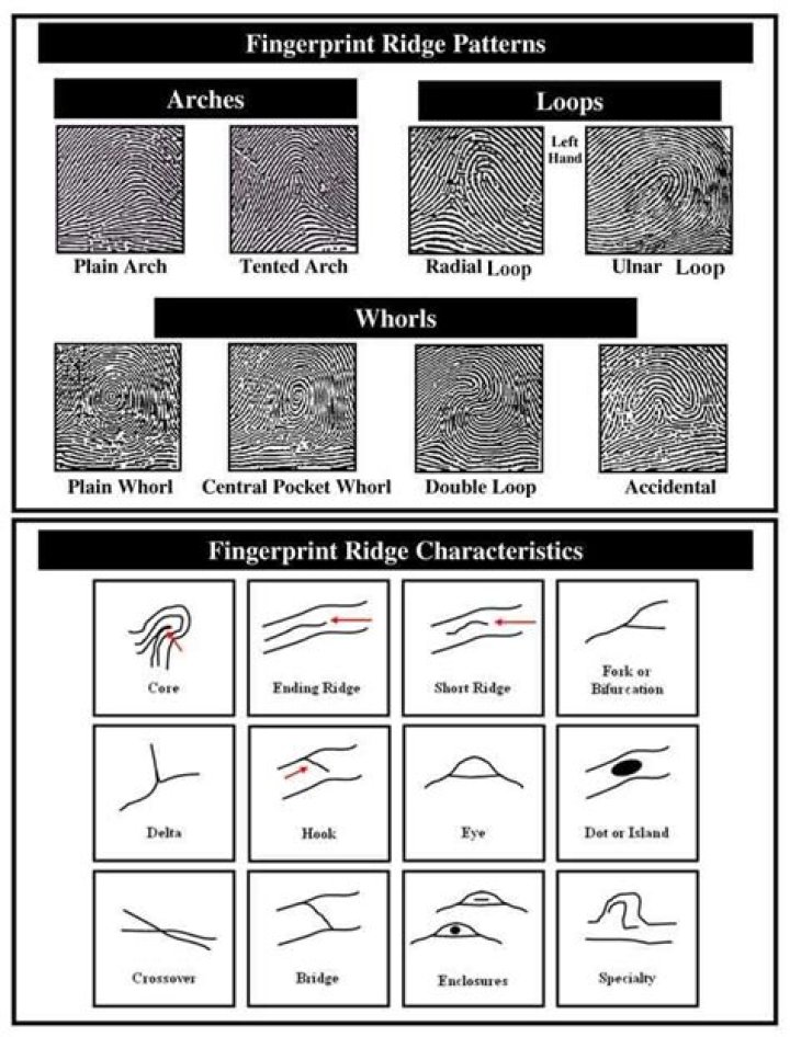 the most common ridge pattern is the: