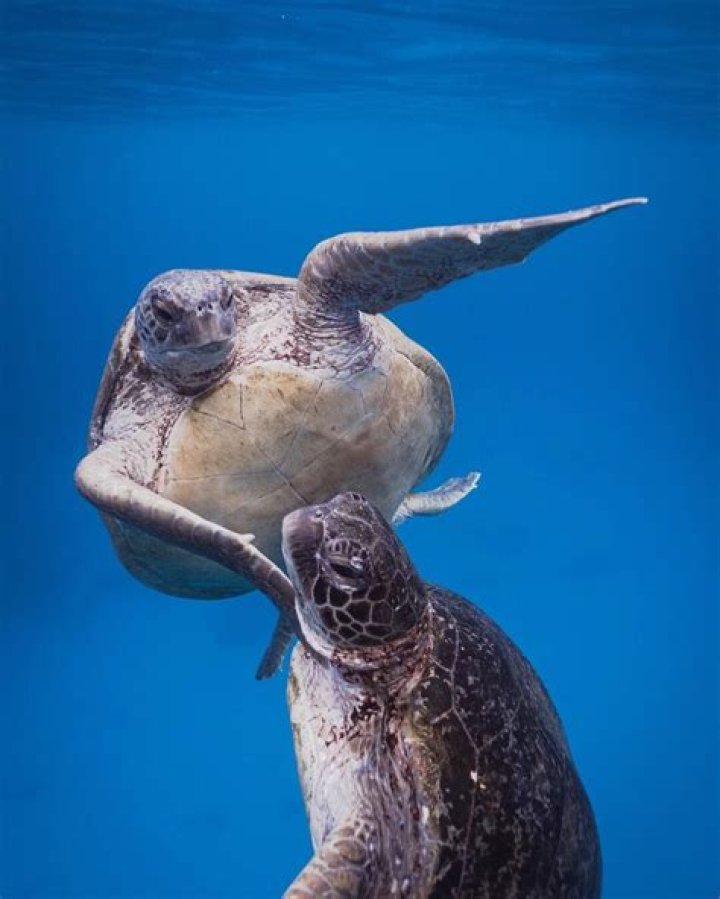 turtles mating dance