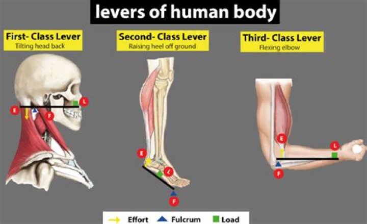what distinguishes the three different classes of levers found in the human body?