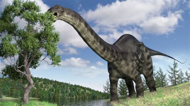 what do brontosaurus eat
