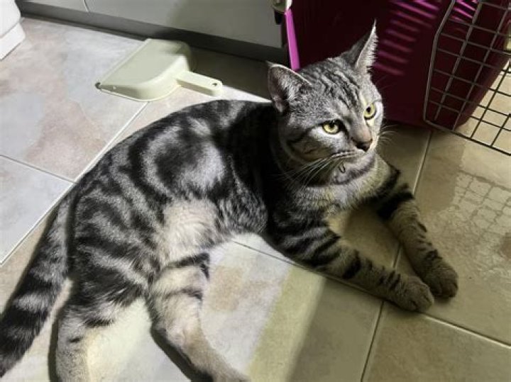 what does tai lung mean