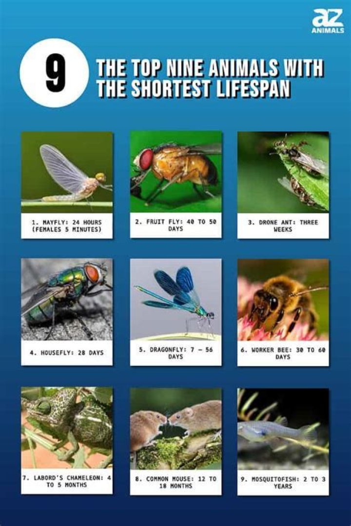 what insect has the shortest lifespan